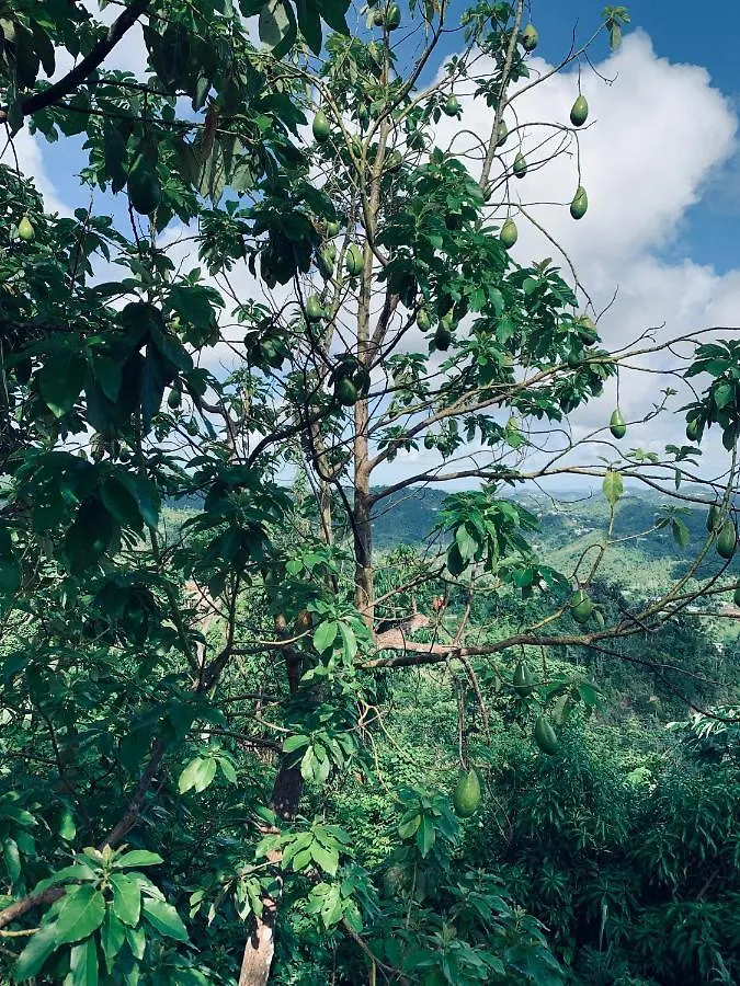Campsite Camping Para Dos - A Escoger Segun Disponibilidad De Caseta O Cabana Caguas