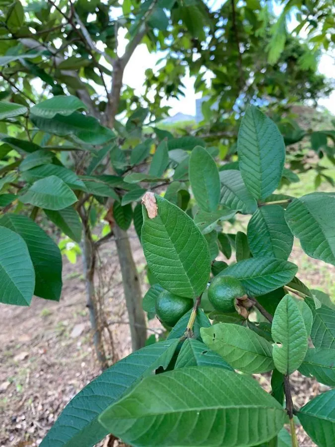 Camping Para Dos - A Escoger Segun Disponibilidad De Caseta O Cabana Caguas Campsite